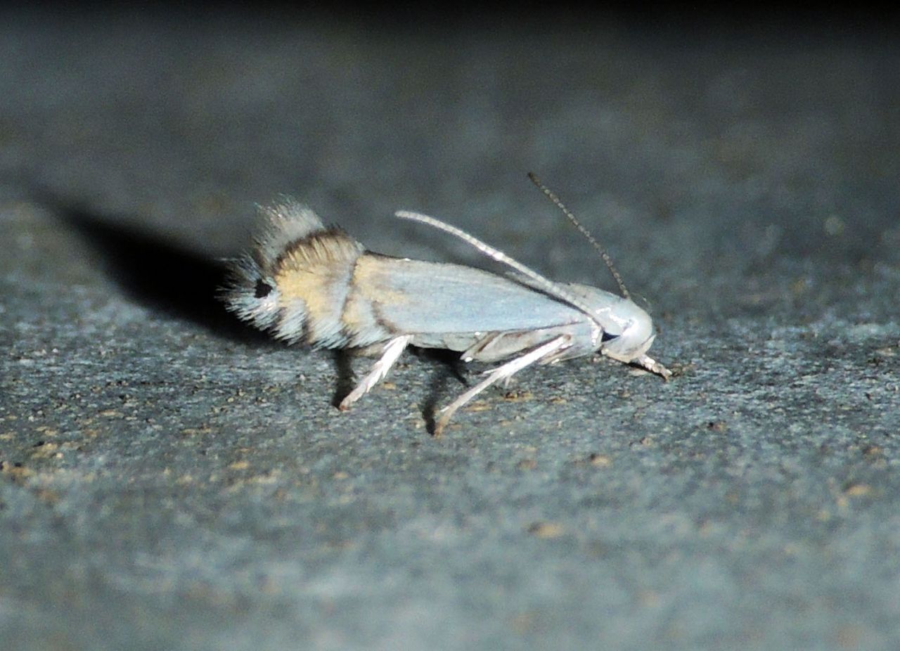 Phyllocnistis xenia -  Conferma ID