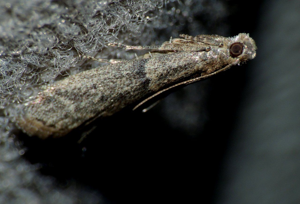 cfr Ephestia parasitella