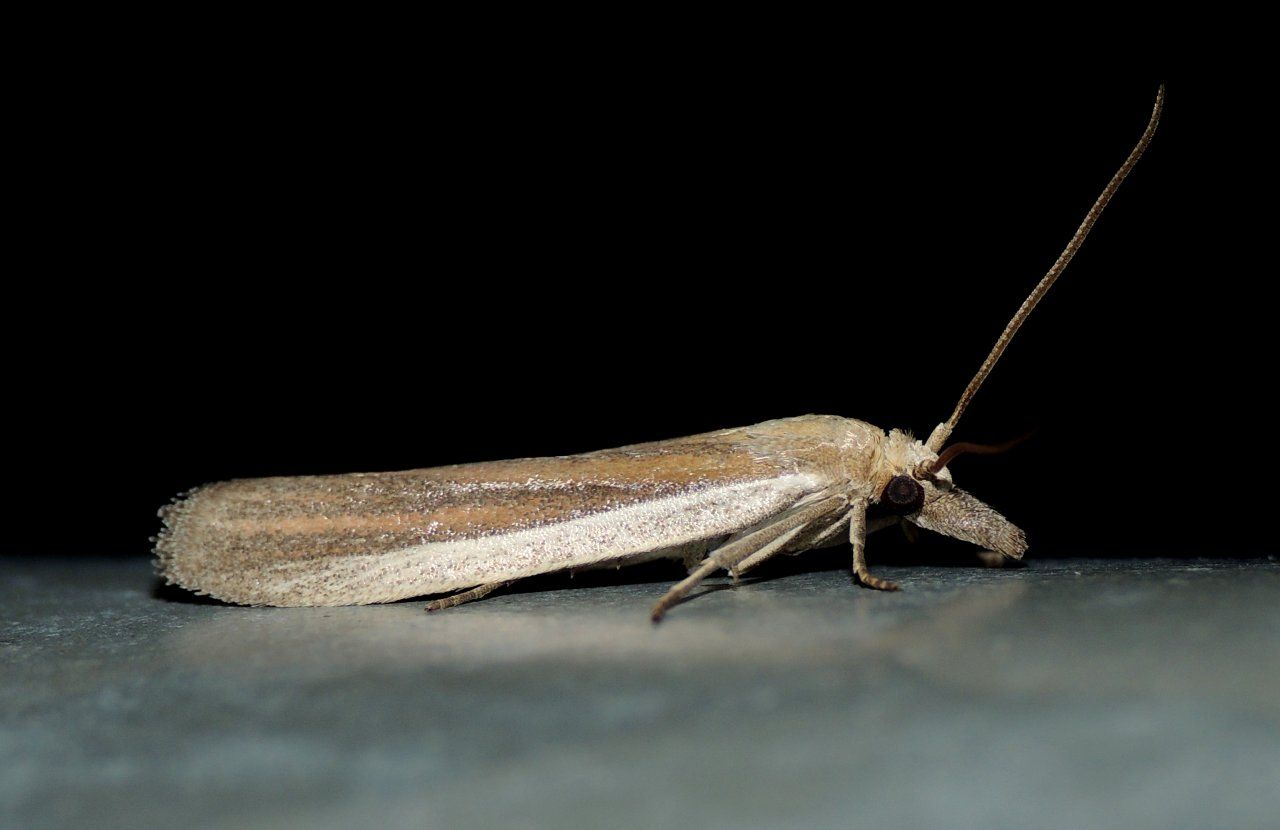 Anerastia lotella (Pyralidae)