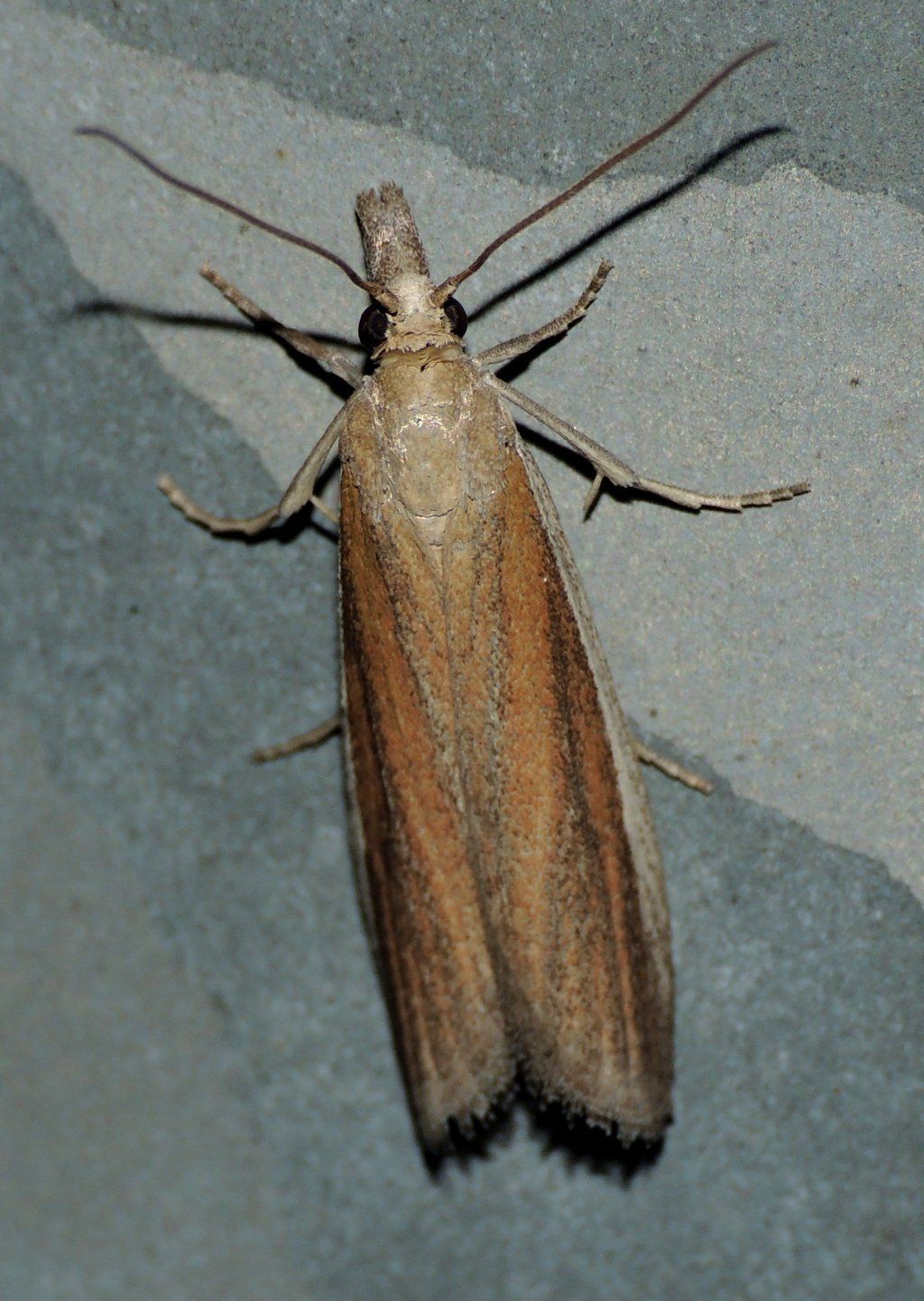 Anerastia lotella (Pyralidae)