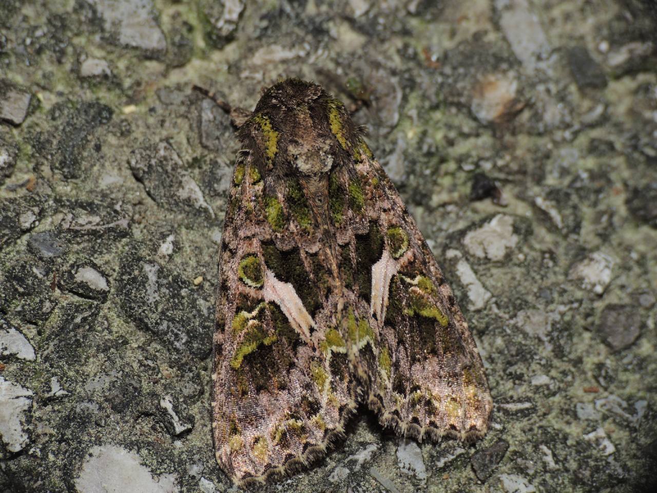 Trachea atriplicis comferma ID - Si