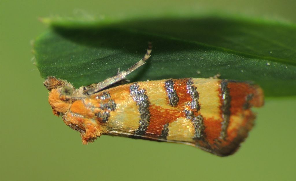 Aethes tesserana - un bel Tortricidae