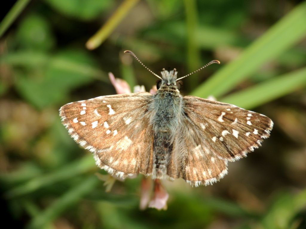 Pyrgus malvoides ? richiesta ID