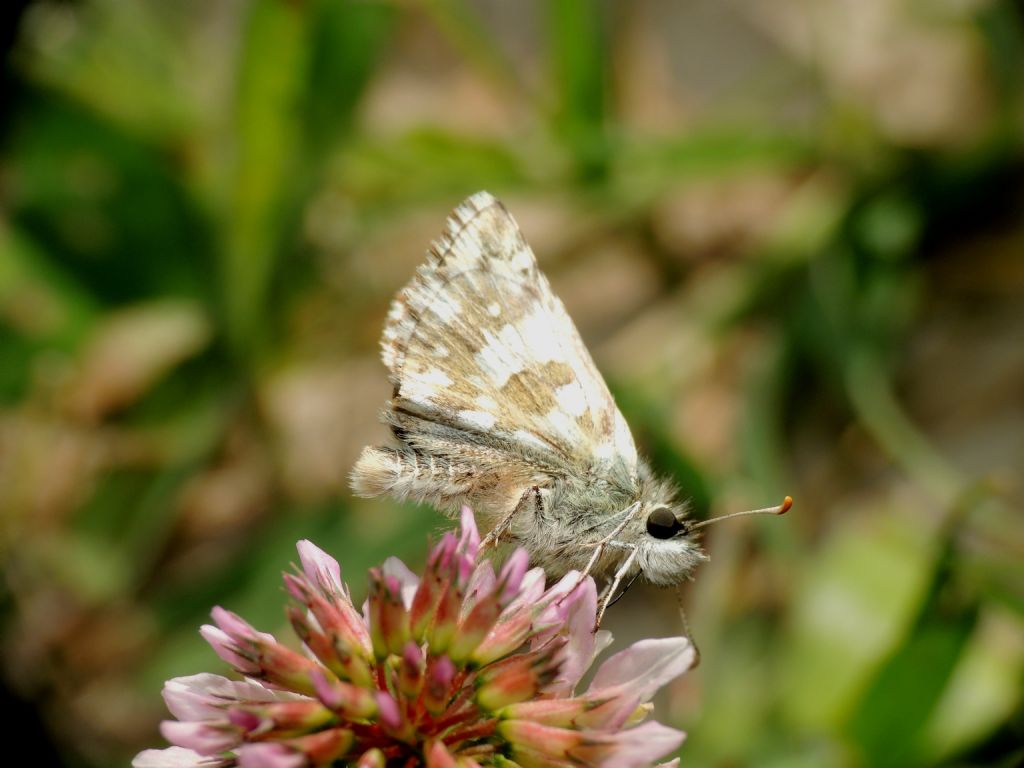 Pyrgus malvoides ? richiesta ID