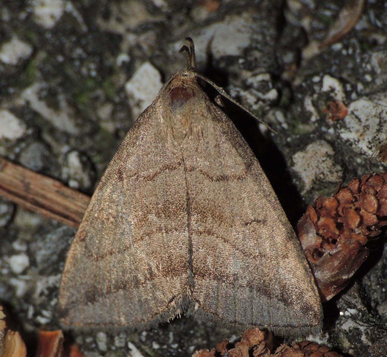 Richiesta conferma ID (Pechipogo strigilata)