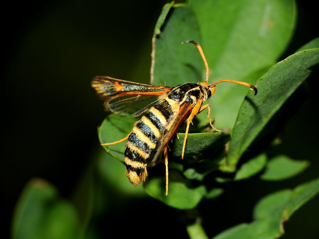 Bembecia scopigera