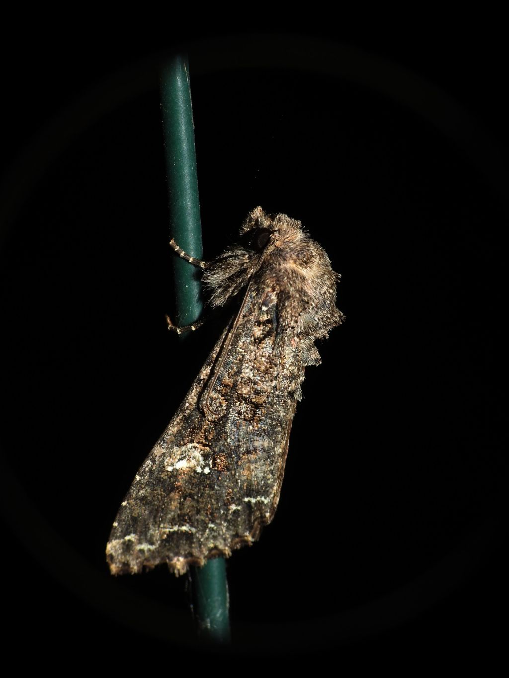 Richiesta ID - Mamestra brassicae