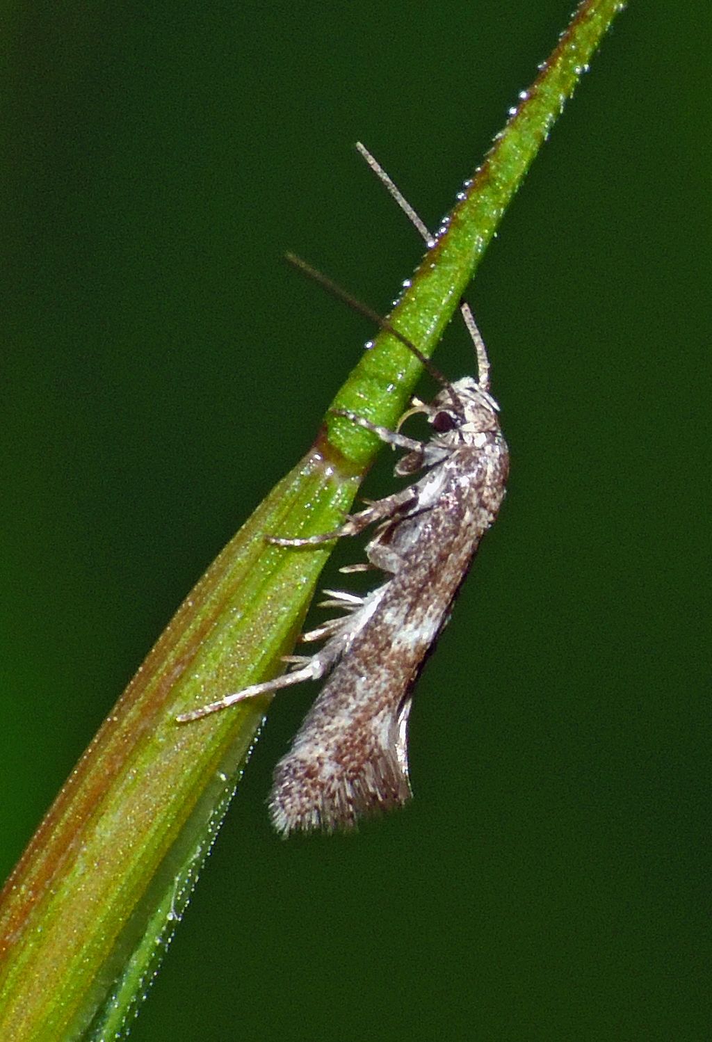 Richiesta Id. falena  Elachista cfr. bedellella