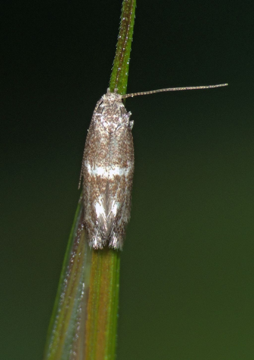 Richiesta Id. falena  Elachista cfr. bedellella