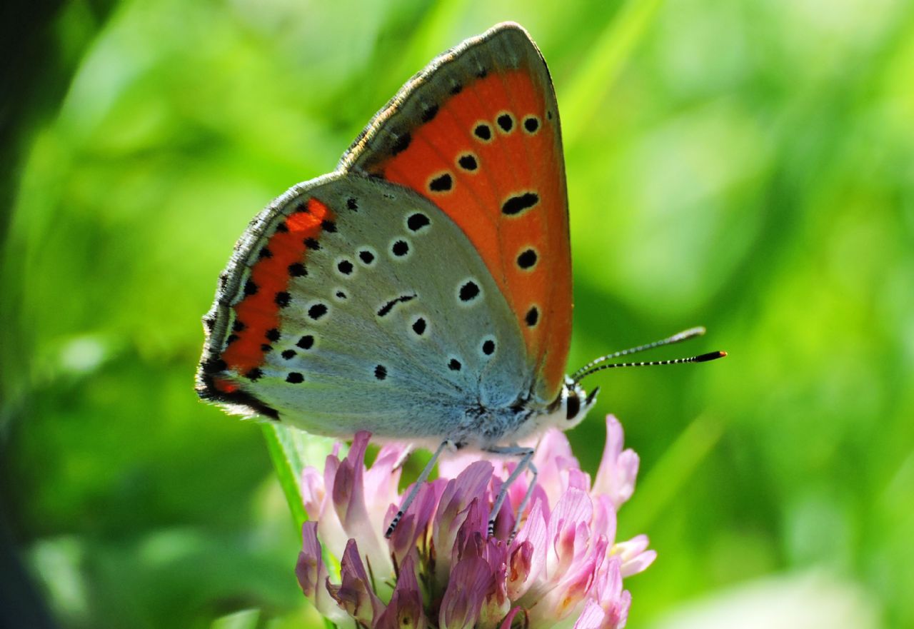 Dopo due anni  tornata - Lycaena dispar