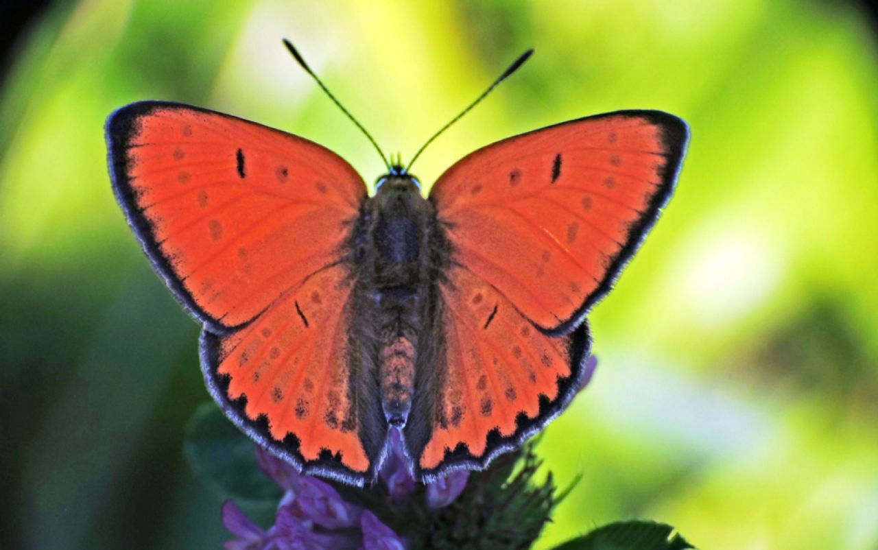 Dopo due anni  tornata - Lycaena dispar