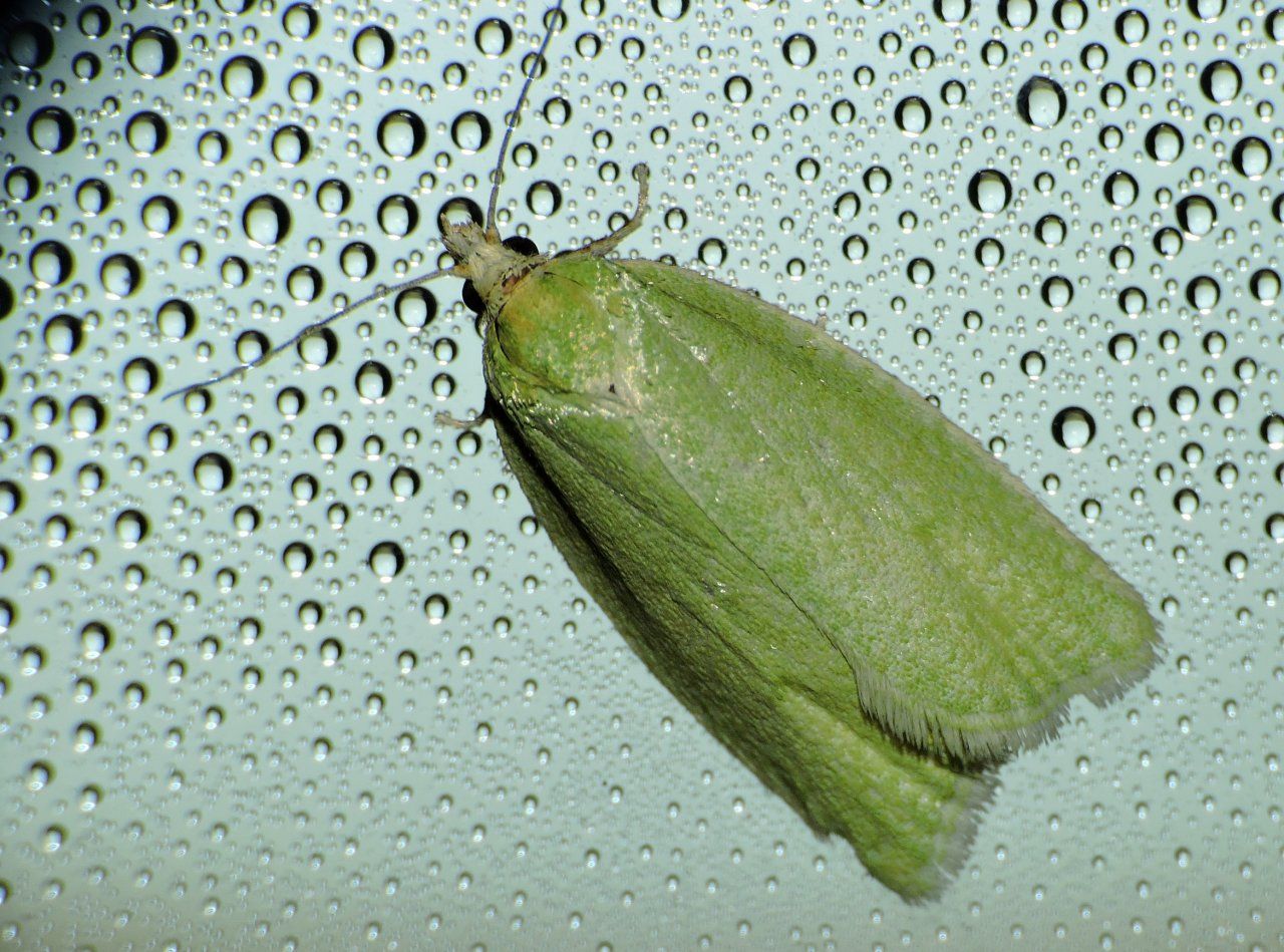 Richiesta Id. - Tortrix viridana