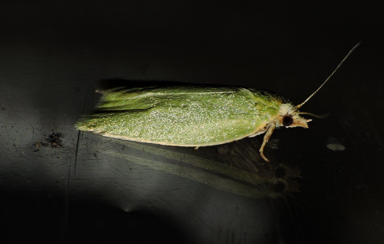 Richiesta Id. - Tortrix viridana