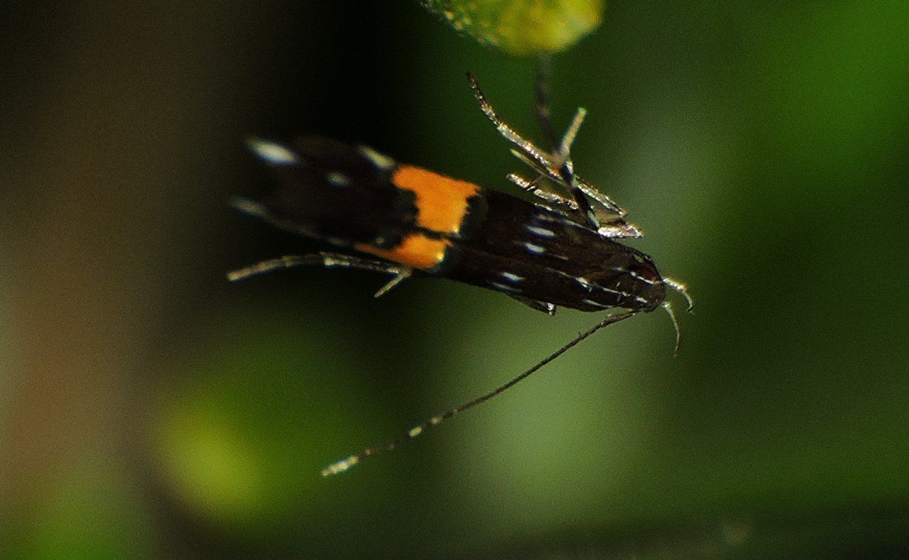 Cosmopterix sp.