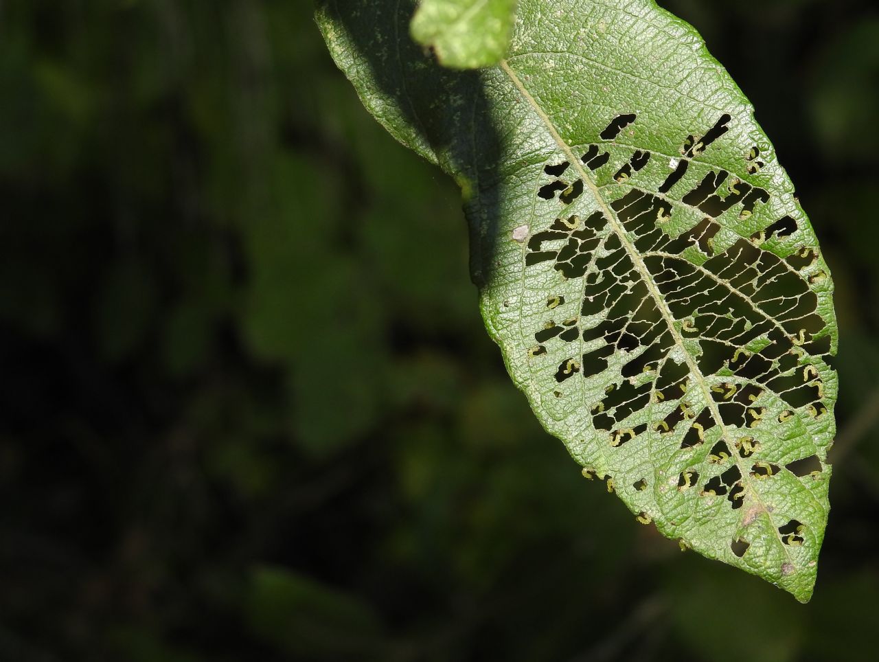 larve di Tenthredinidae  Nematinae su Salix sp.