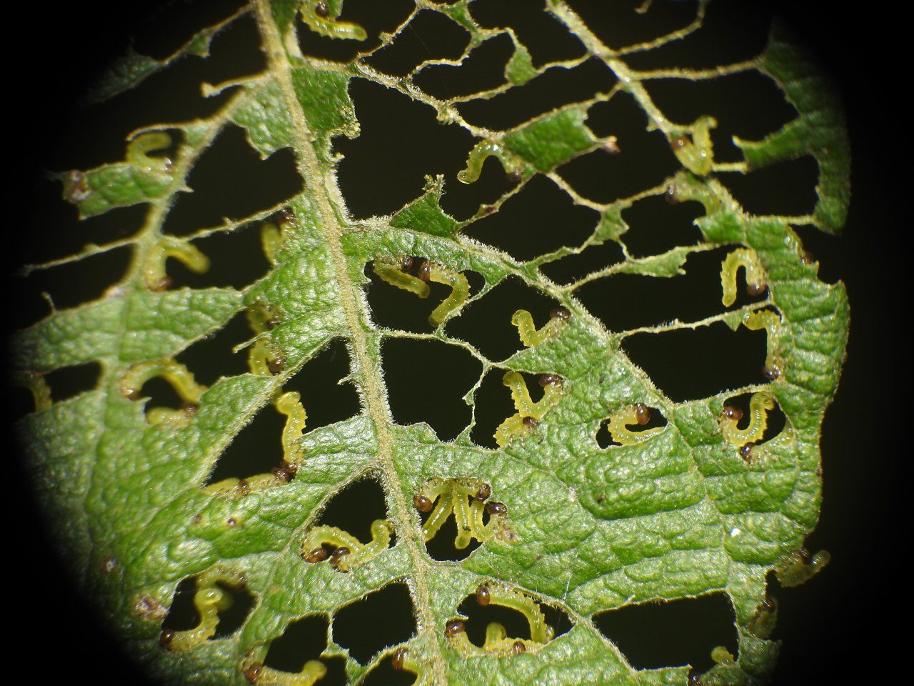 larve di Tenthredinidae  Nematinae su Salix sp.