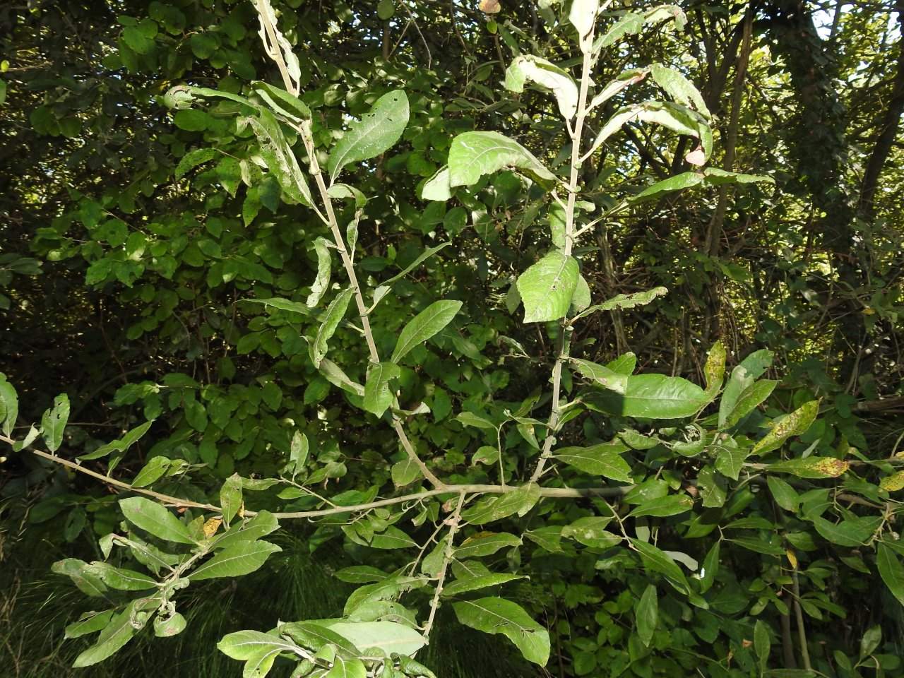 larve di Tenthredinidae  Nematinae su Salix sp.