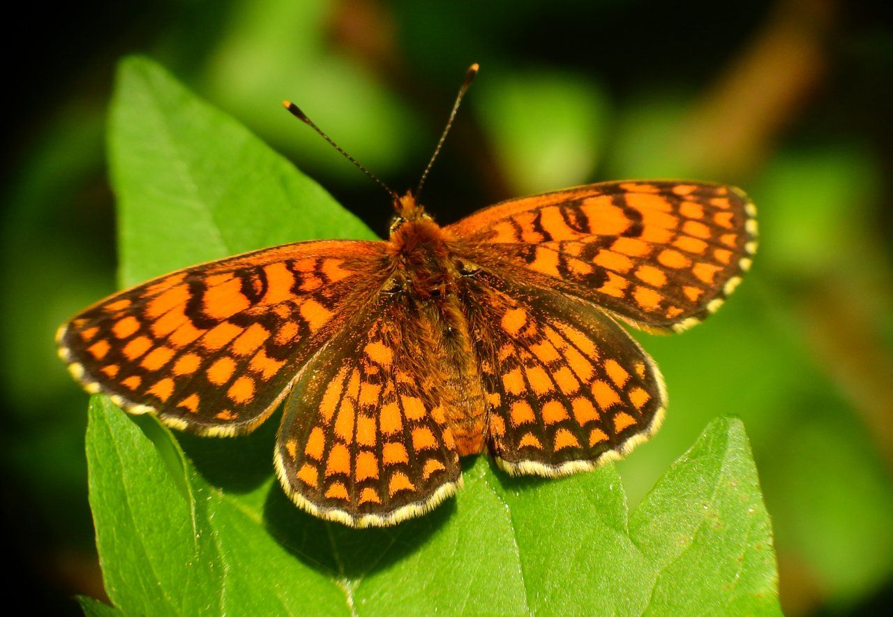 Richiesta Id Nymphalidae - Melitaea athalia