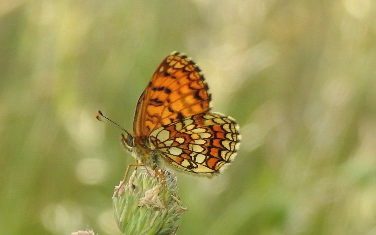 Richiesta Id Nymphalidae - Melitaea athalia