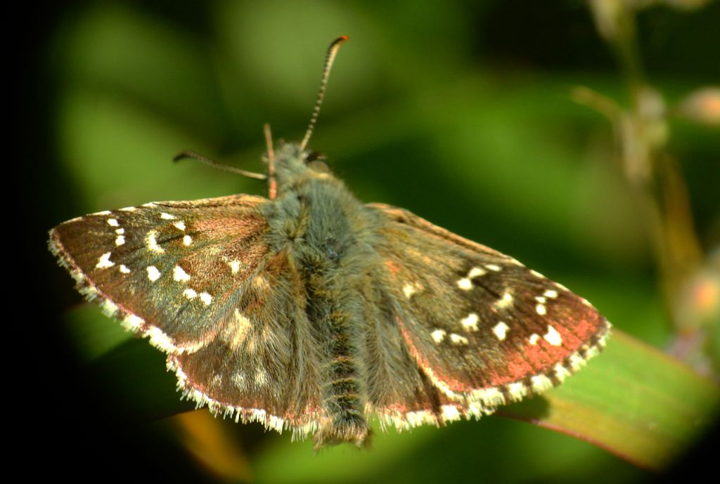 Hesperidae 1 - Pyrgus armoricanus