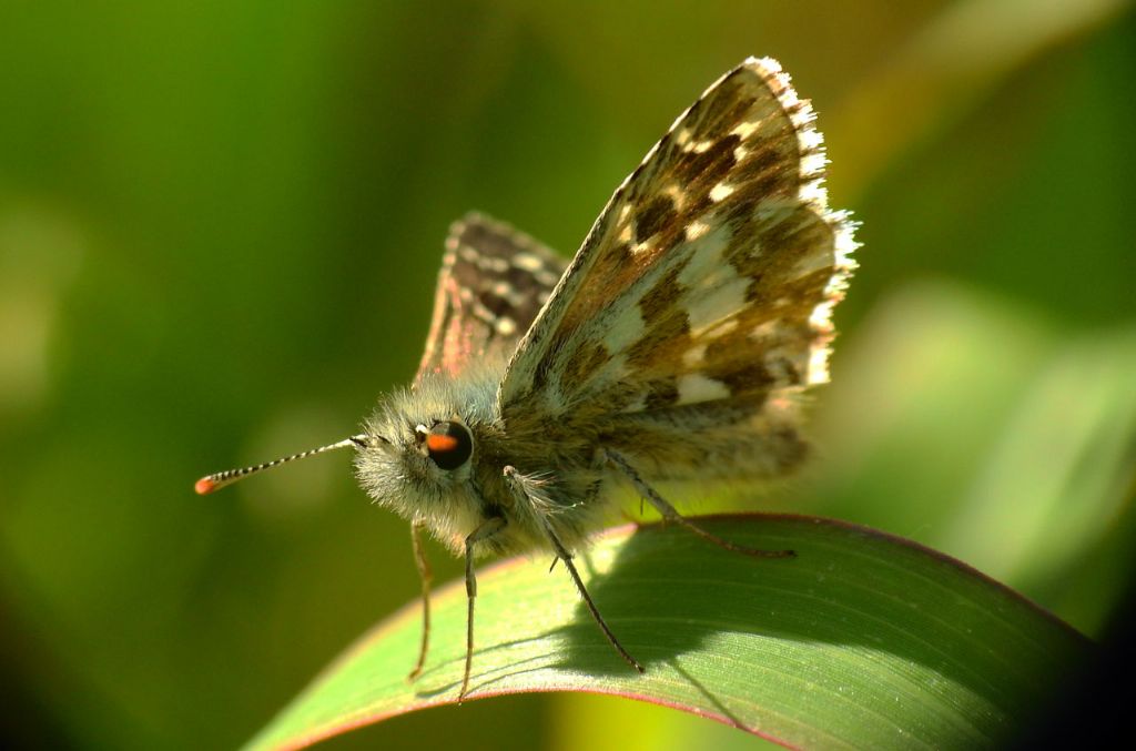 Hesperidae 1 - Pyrgus armoricanus