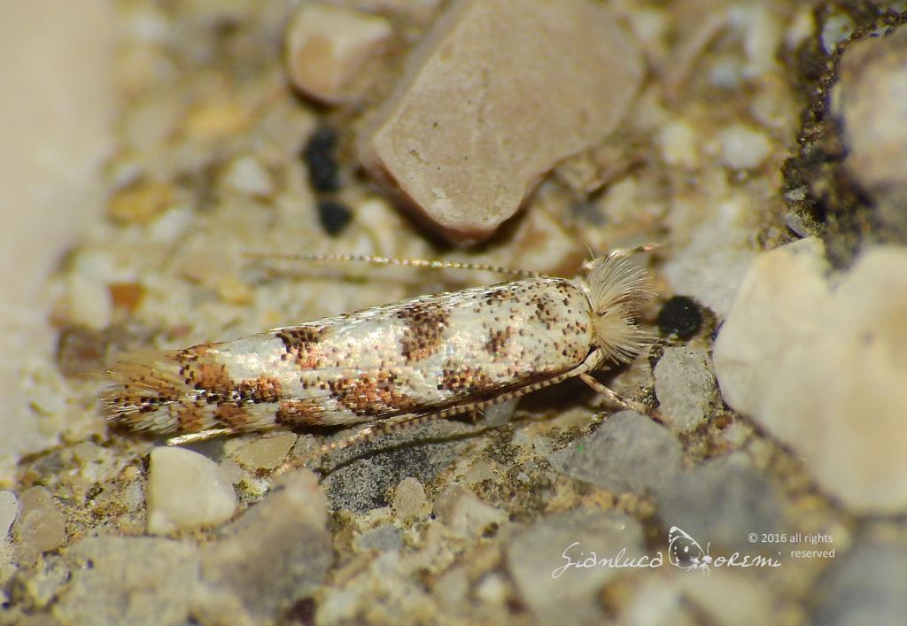 Phyllonorycter populifoliella TREITSCHKE, 1833 - incontro notturno