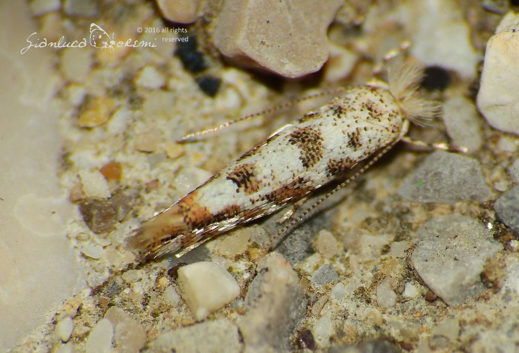 Phyllonorycter populifoliella TREITSCHKE, 1833 - incontro notturno