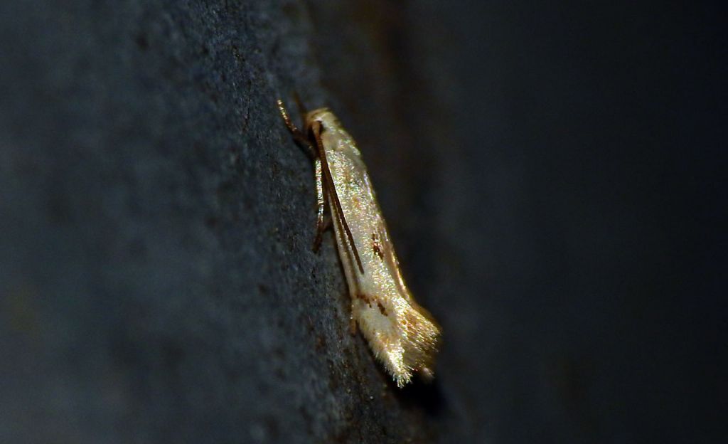 Incontro di ieri sera - Elachista contaminatella