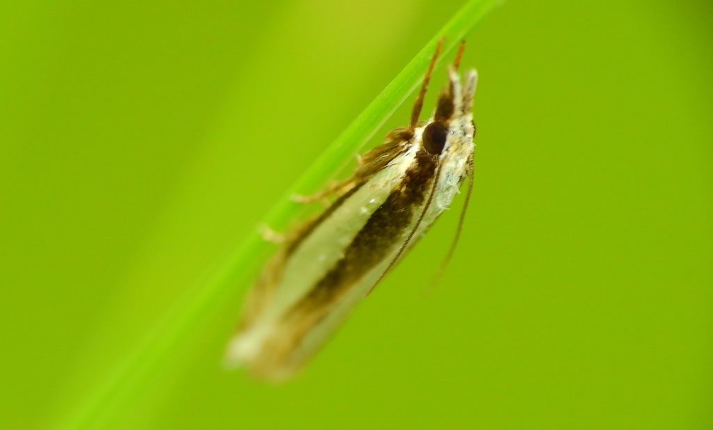 Richiesta aiuto per ID - Angustalius malacellus, Crambidae