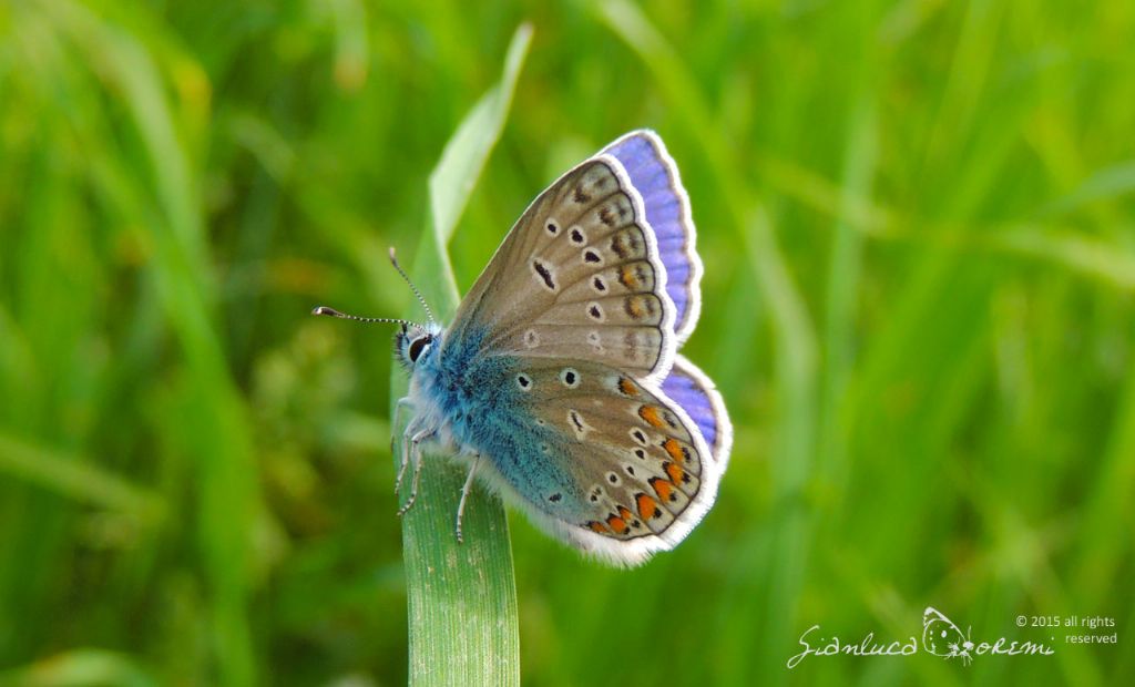 dubbio P. icarus f. icarinus  o P. thersites