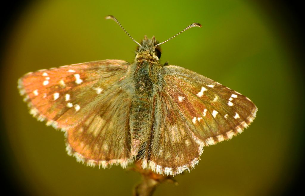 P. armoricanus o P.alveus - Pyrgus armoricanus, Hesperiidae