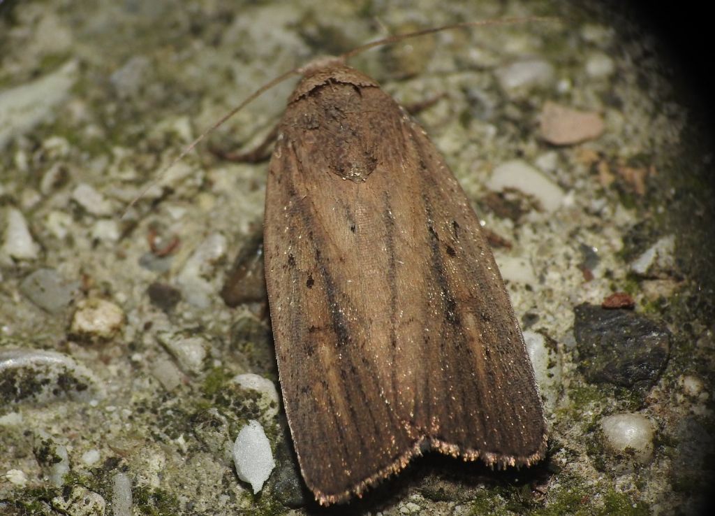 Athetis (Proxenus) hospes  - Noctuidae