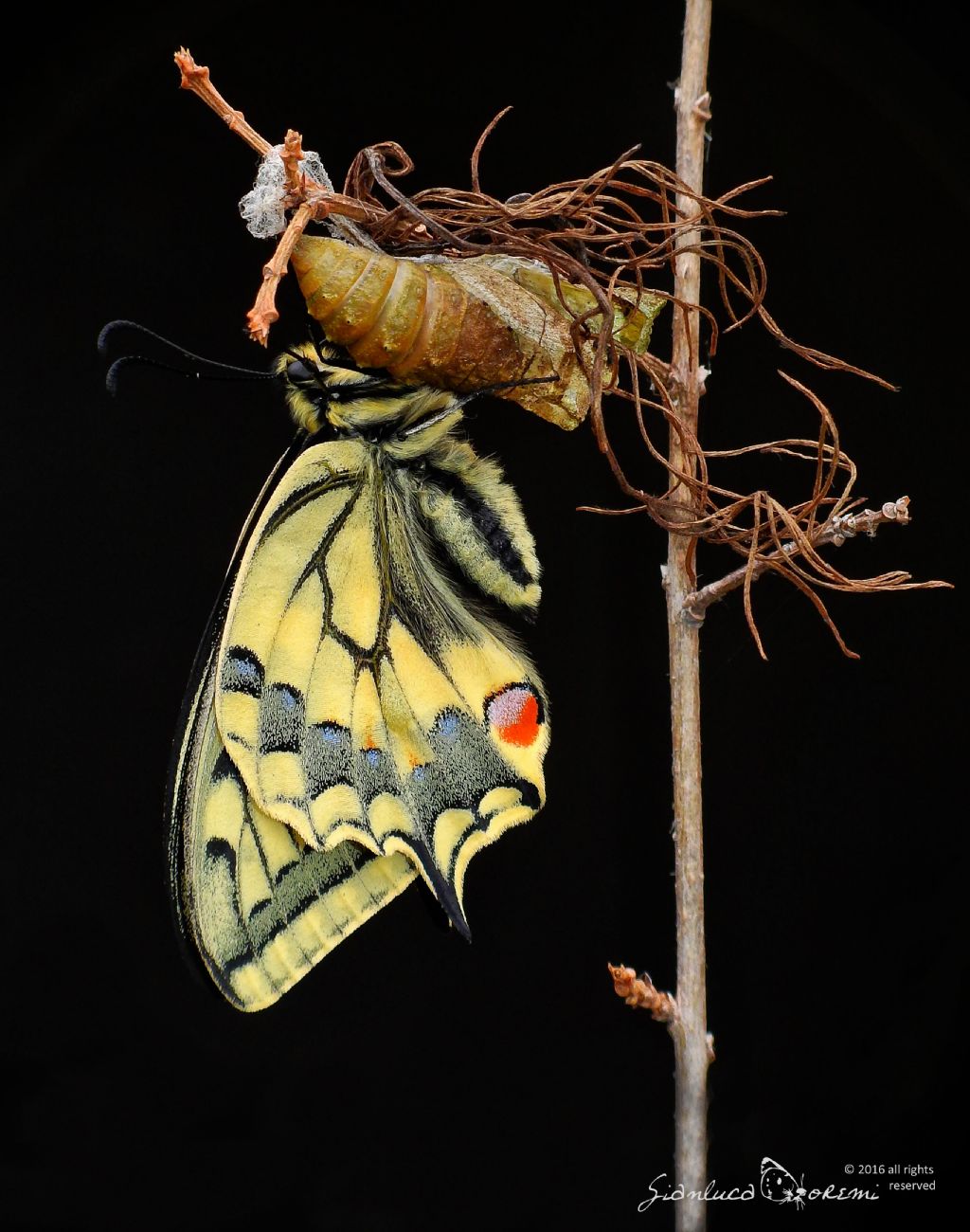 Finalmente  nata - Papilio machaon, Papilionidae