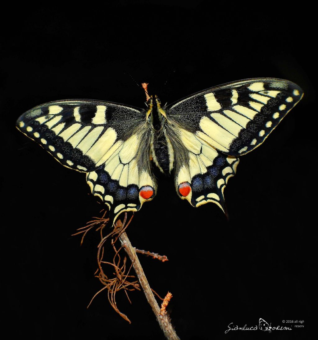 Finalmente  nata - Papilio machaon, Papilionidae