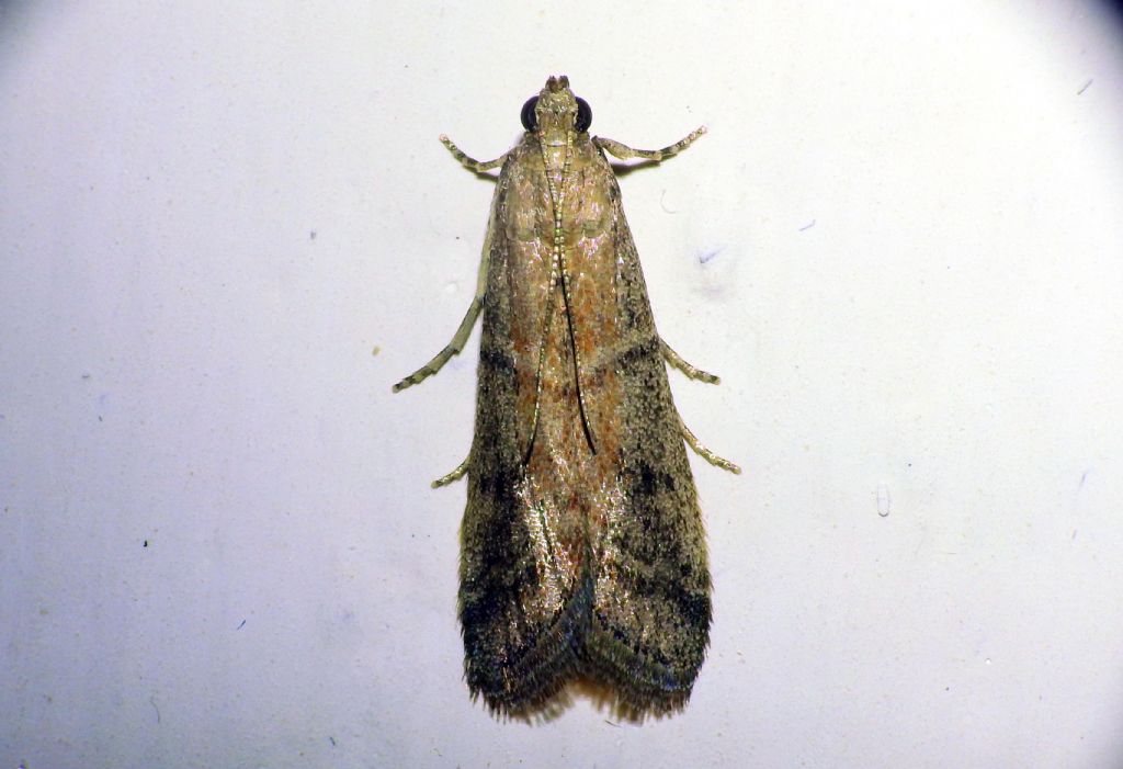 Richiesta ID Pyralidae: Ephestia unicolorella (cfr)