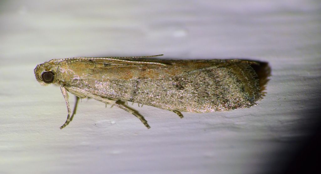 Richiesta ID Pyralidae: Ephestia unicolorella (cfr)