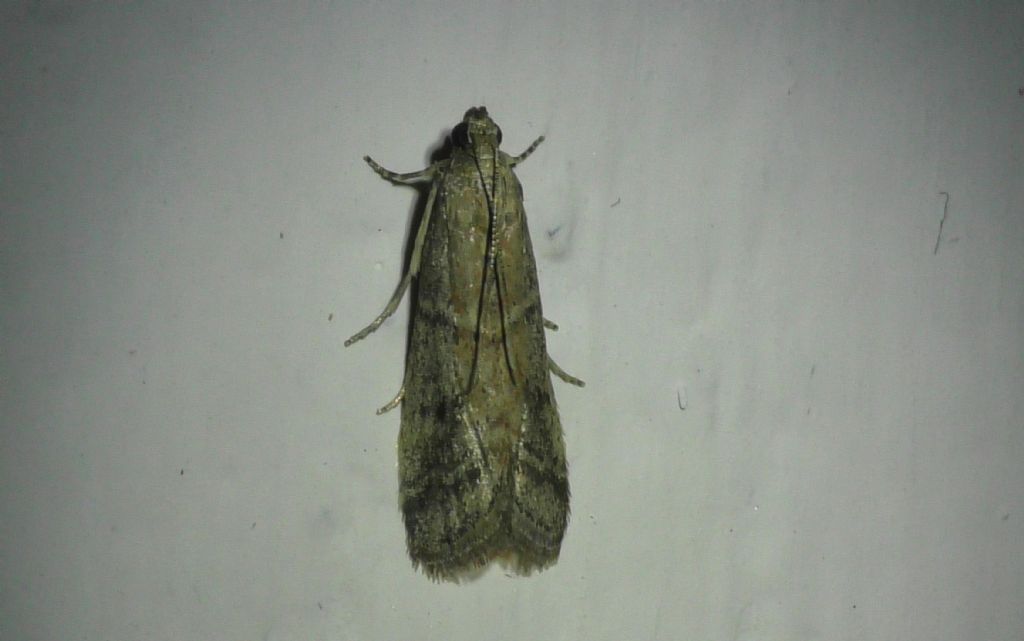 Richiesta ID Pyralidae: Ephestia unicolorella (cfr)