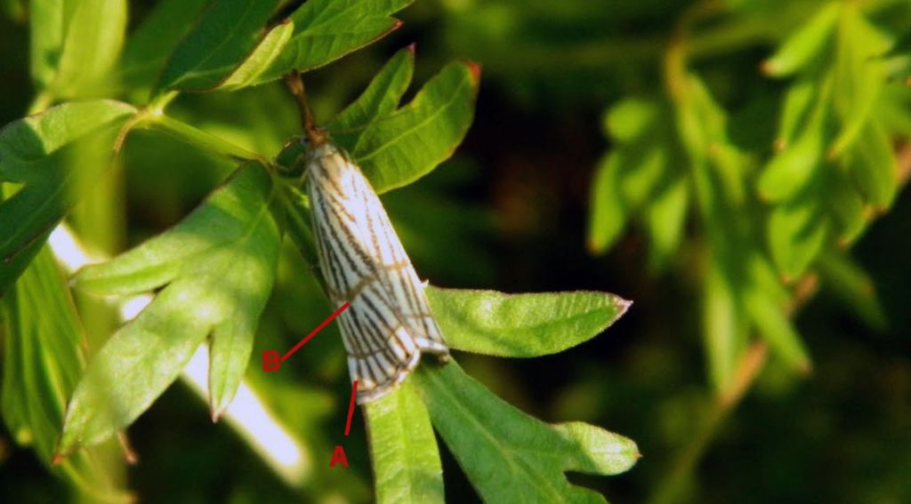 Chrysocrambus craterellus?