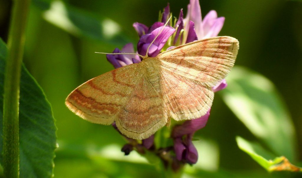 Richiesta conferma ID Scopula rubiginata. S