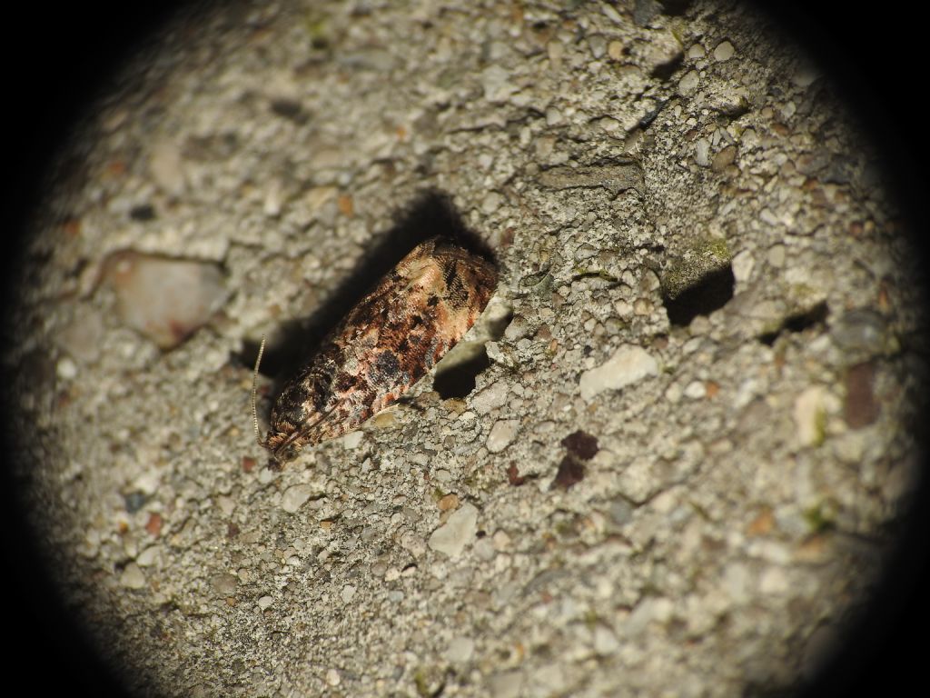 Richiesta conferma ID - Endothenia marginana