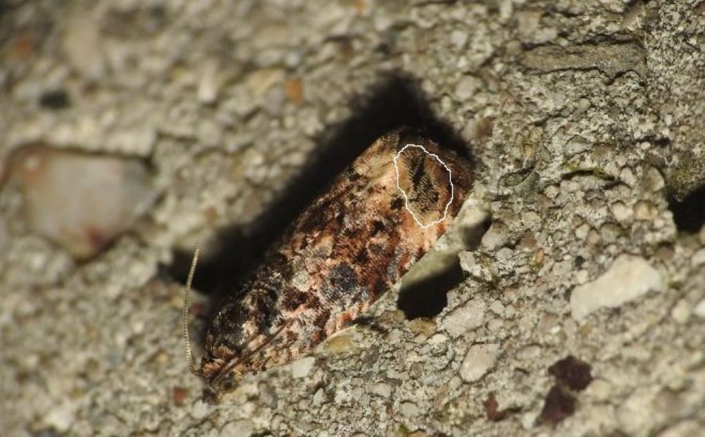 Richiesta conferma ID - Endothenia marginana