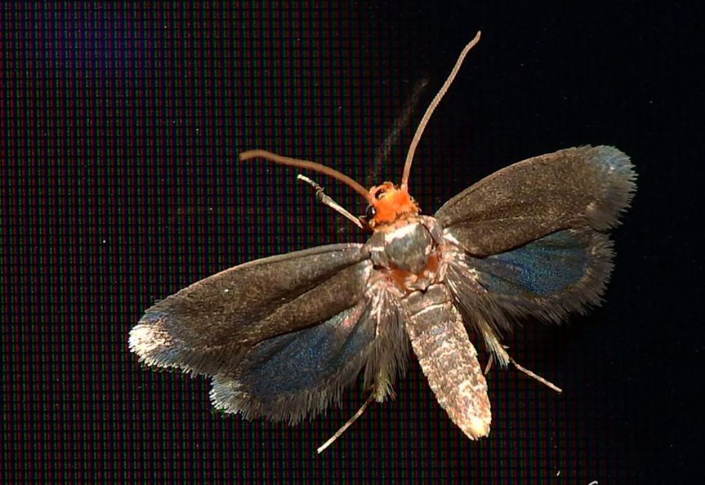 due Incurvariidae