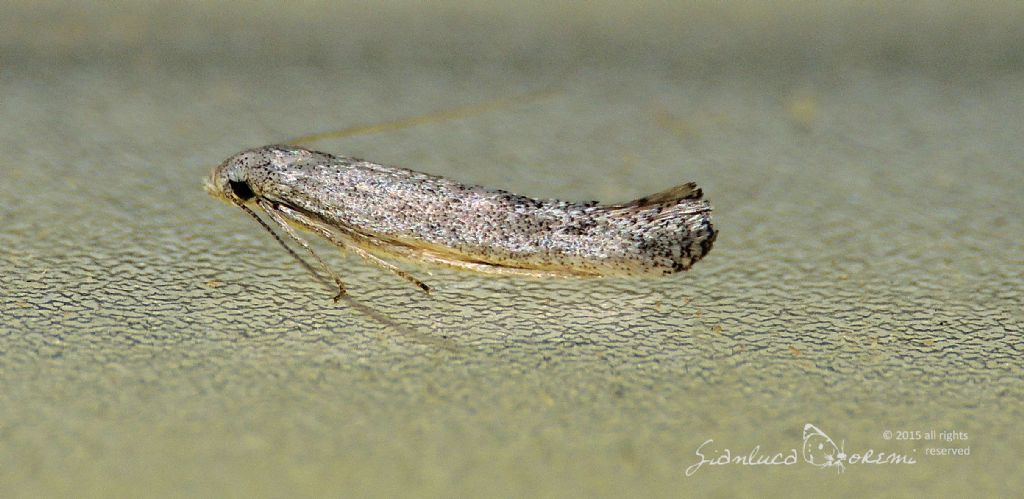 Richiesta ID - Zelleria sp. (cfr.), Yponomeutidae