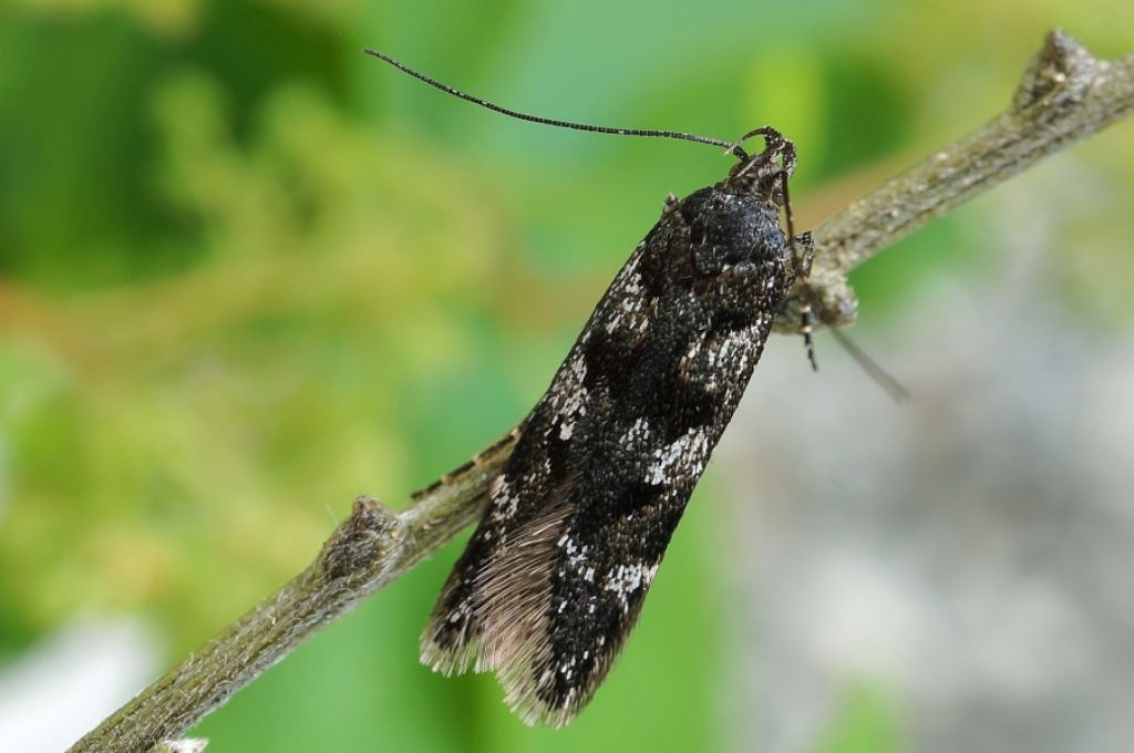 Gelechiidae: cfr. Bryotropha italica e Prolita solutella