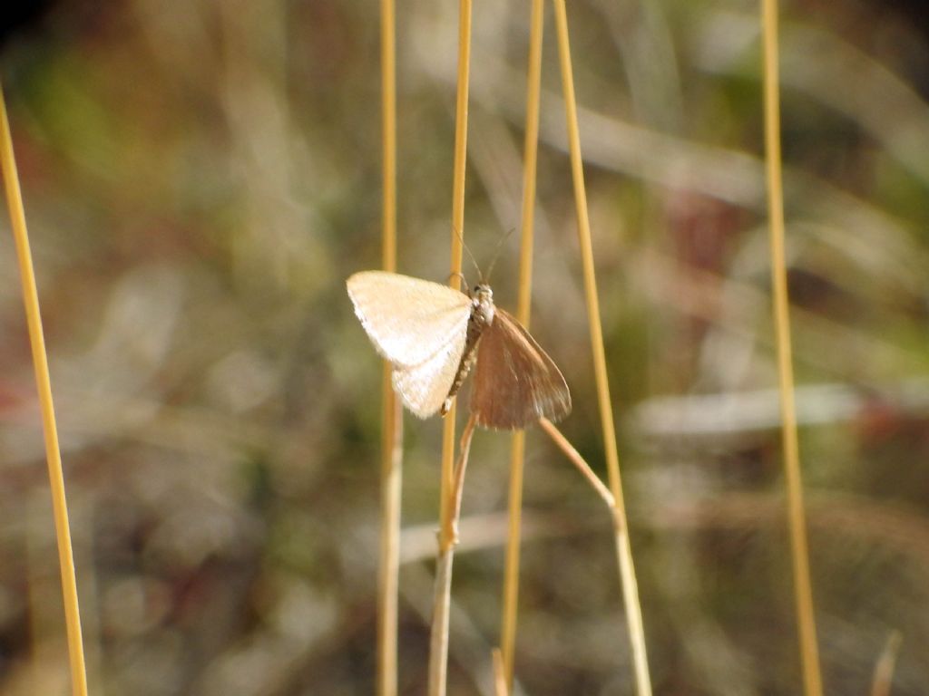 Minoa murinata (Geometridae)