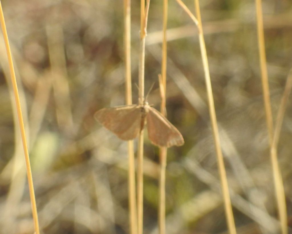 Minoa murinata (Geometridae)