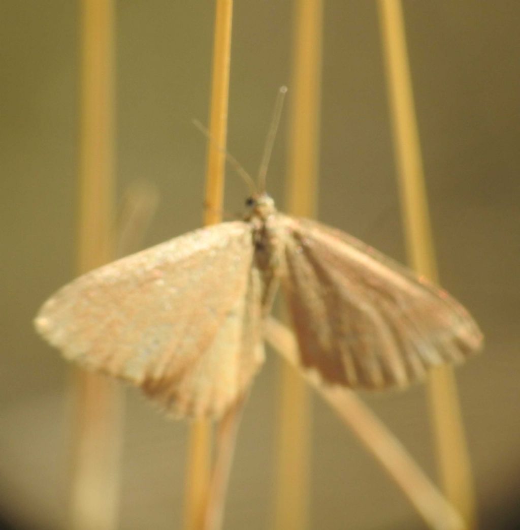 Minoa murinata (Geometridae)