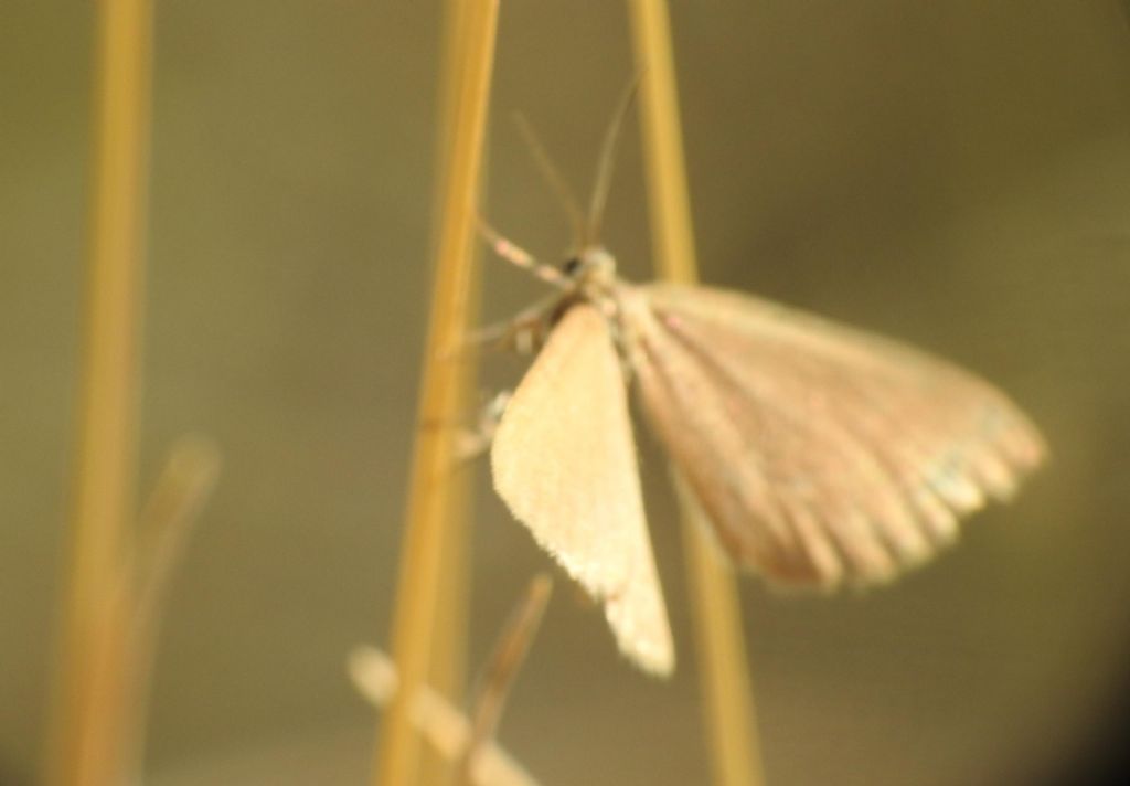 Minoa murinata (Geometridae)