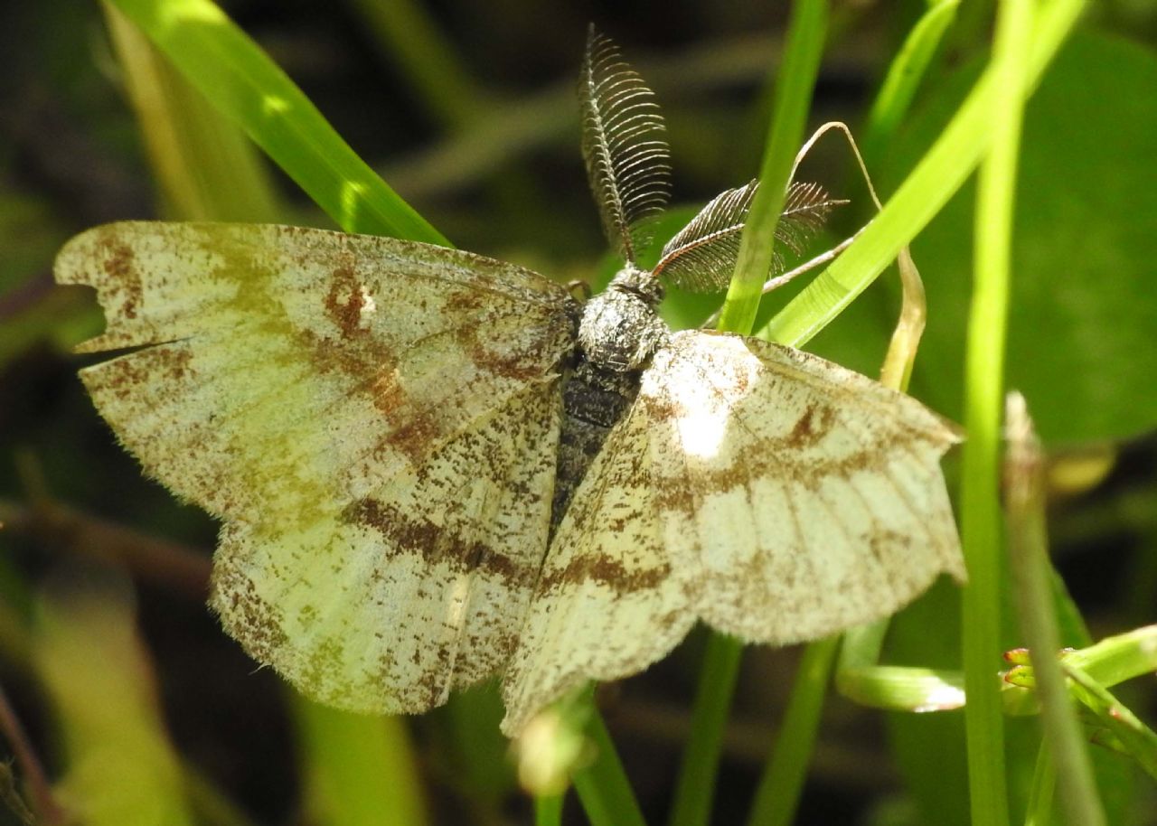 Ematurga atomaria (Geometridae), maschio