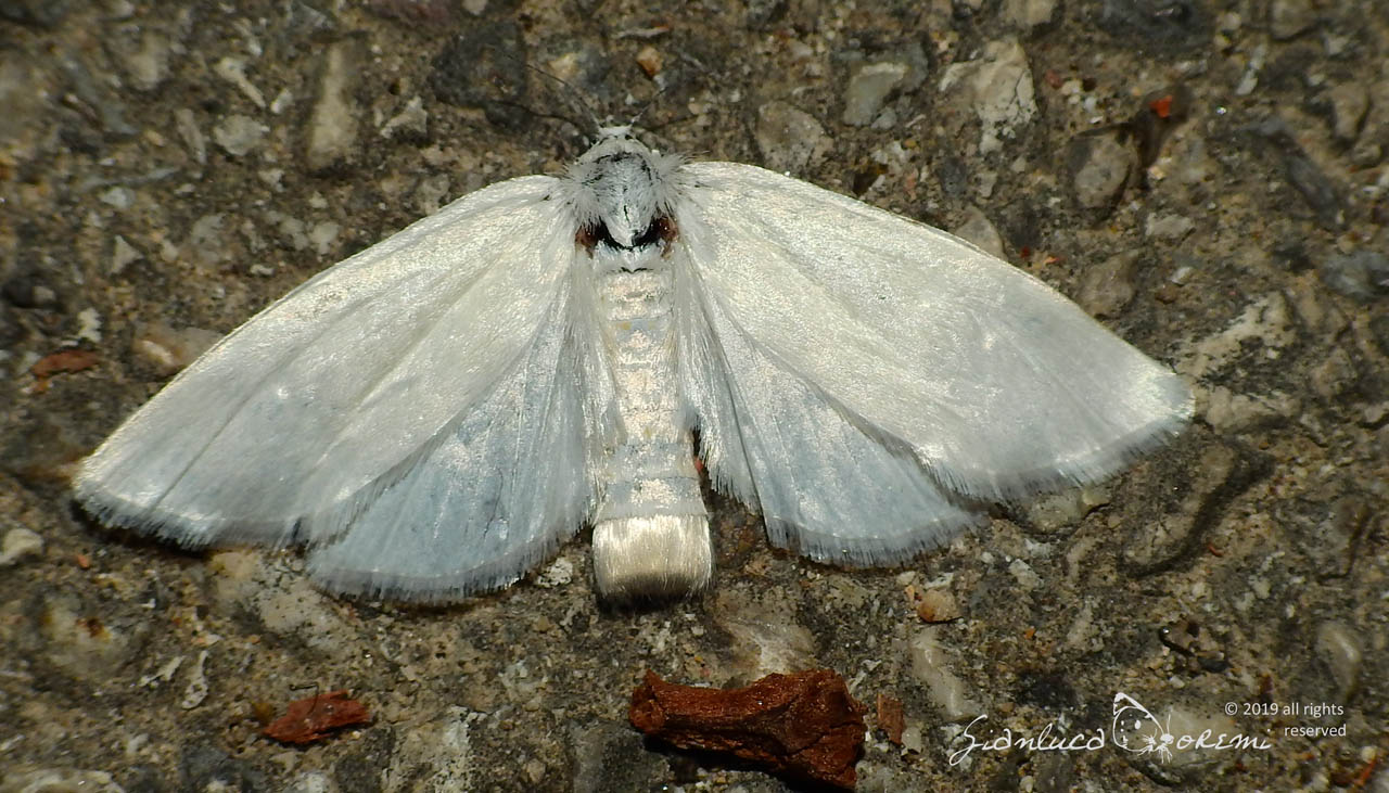 Scirpophaga praelata